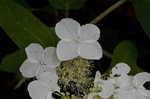 Oakleaf hydrangea